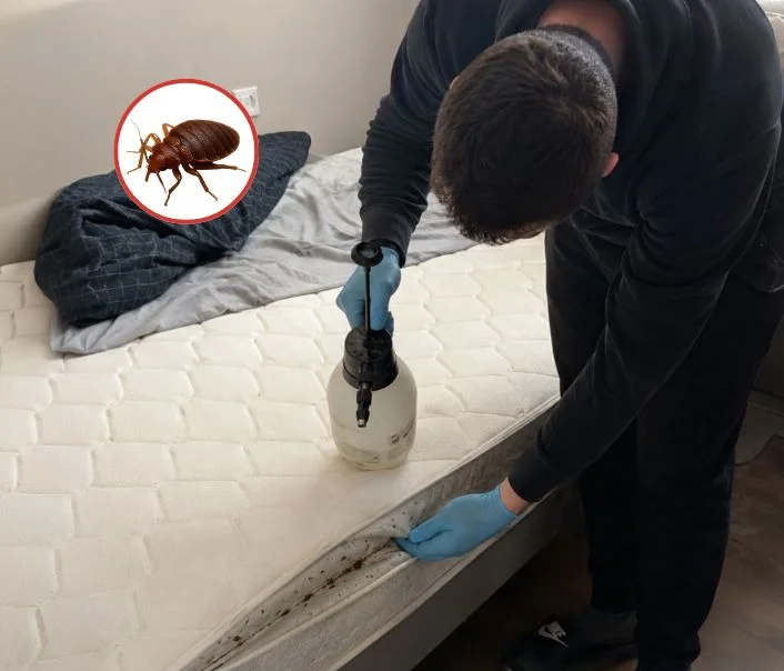 Technicien traitant un matelas contre les punaises de lit à Morigny-Champigny